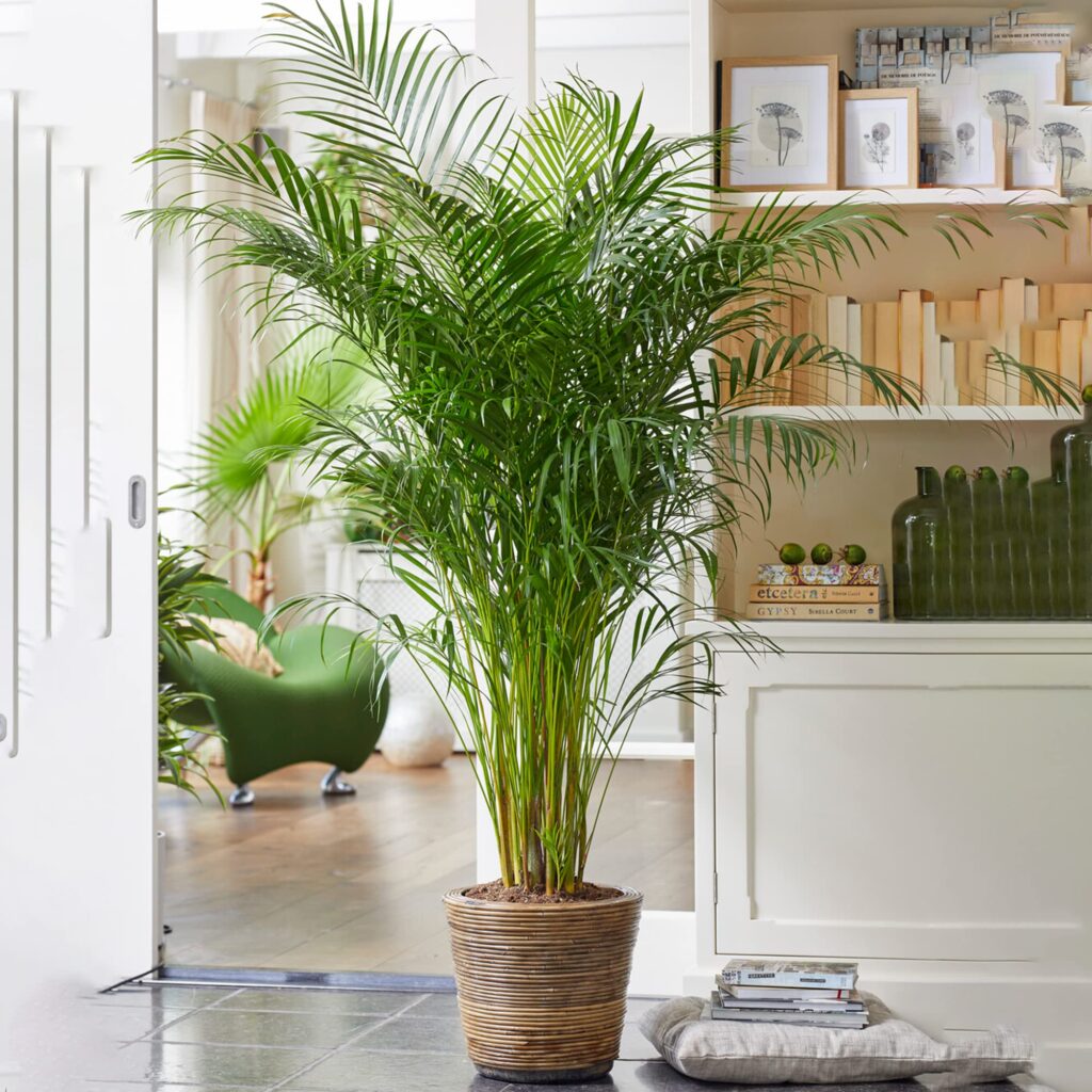 Plantas Perfeitas para Decorar e Purificar o Ar da Sua Casa