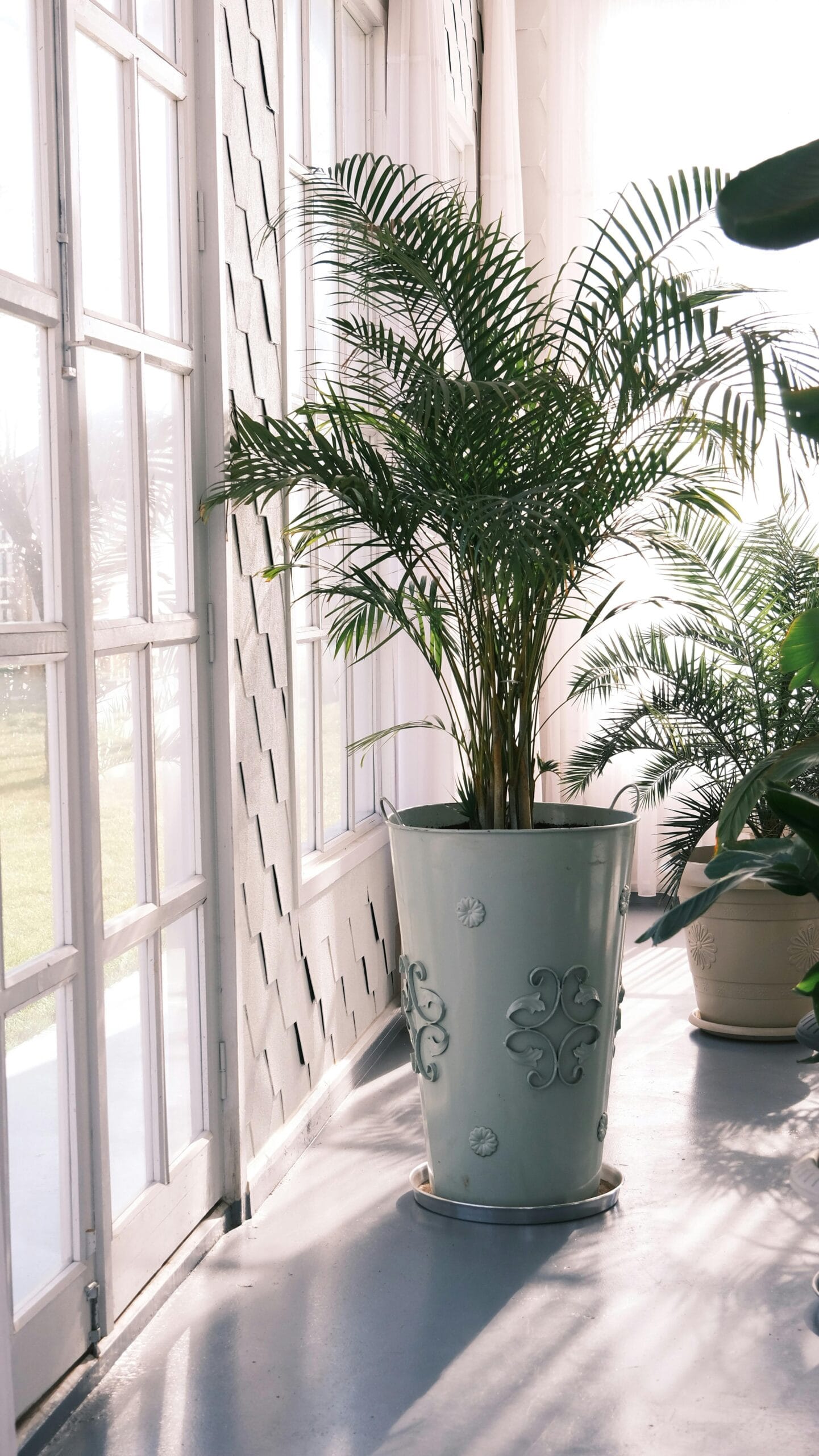 Palmeira Areca em vaso dentro de casa purificando o ar.