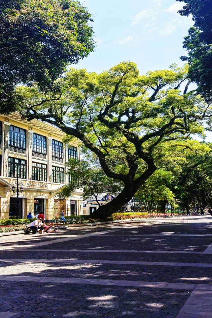 Plantas que Purificam o Ar: Guia Completo para Melhorar a Qualidade do Ambiente em Casa