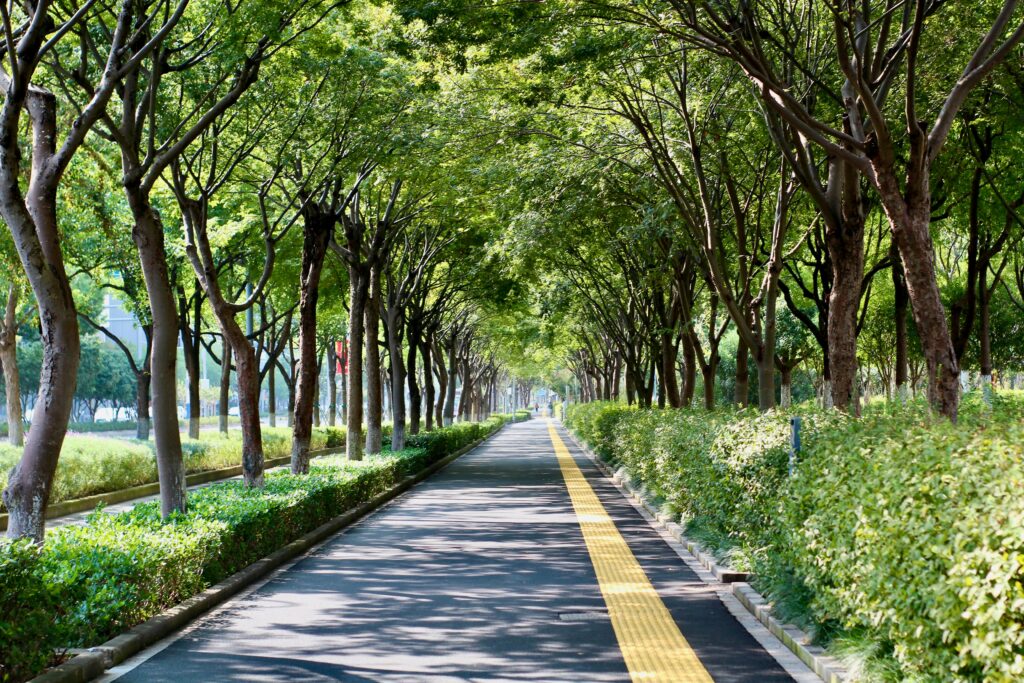 Biofilia em espaços públicos e urbanos: cidades mais humanas e sustentáveis