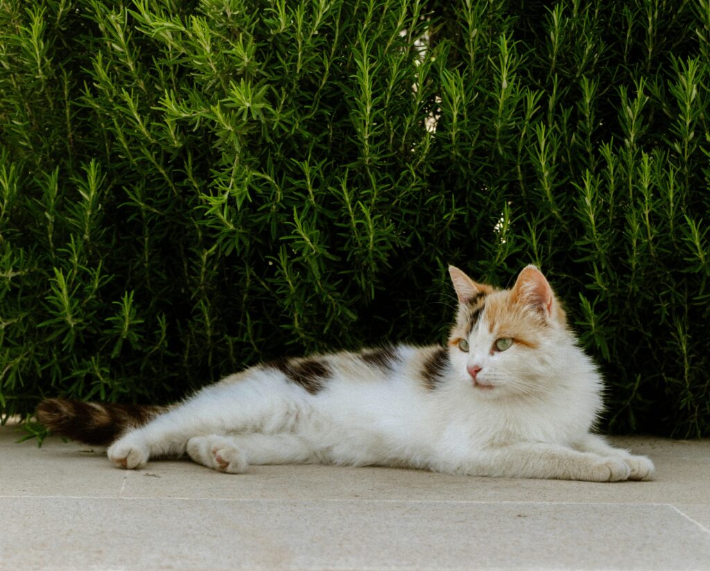 Ambientes Biofílicos com Animais de Estimação