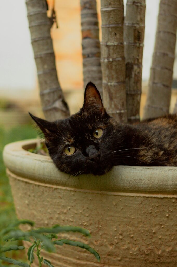 Ambientes Biofílicos com Animais de Estimação