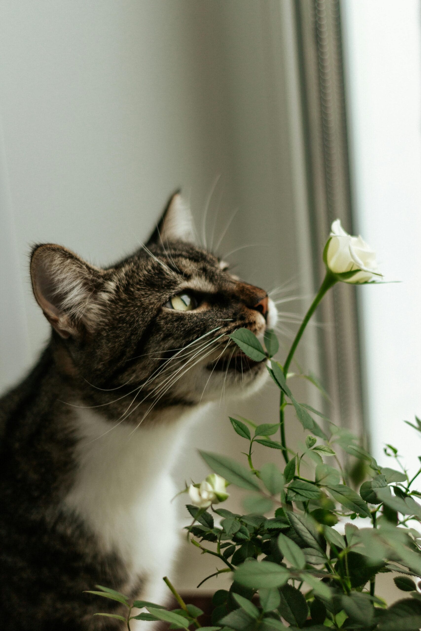 Ambiente biofílico pet-friendly com plantas e animais de estimação