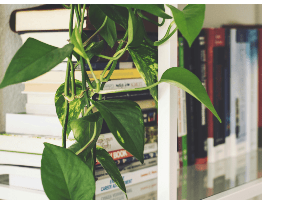 12 Plantas Ideais Para Ambientes Internos: Guia Completo Para Trazer Mais Natureza Para Dentro de Casa