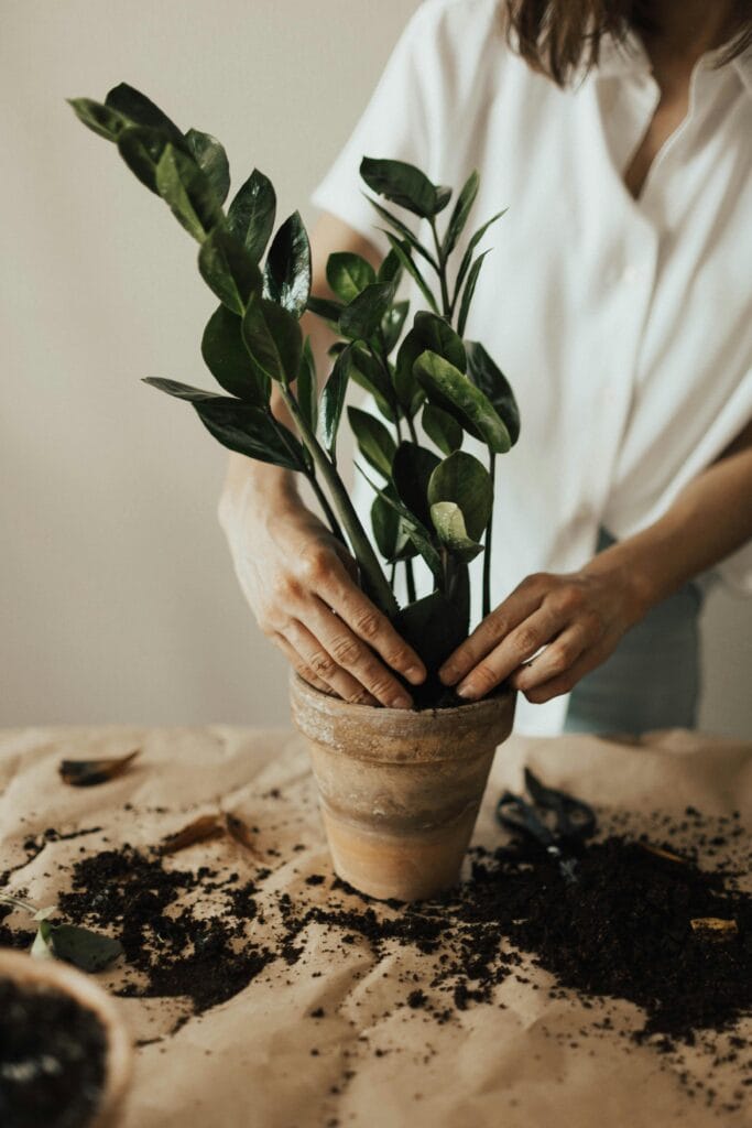 Zamioculca em vaso, planta ideal para ambientes internos com pouca luz