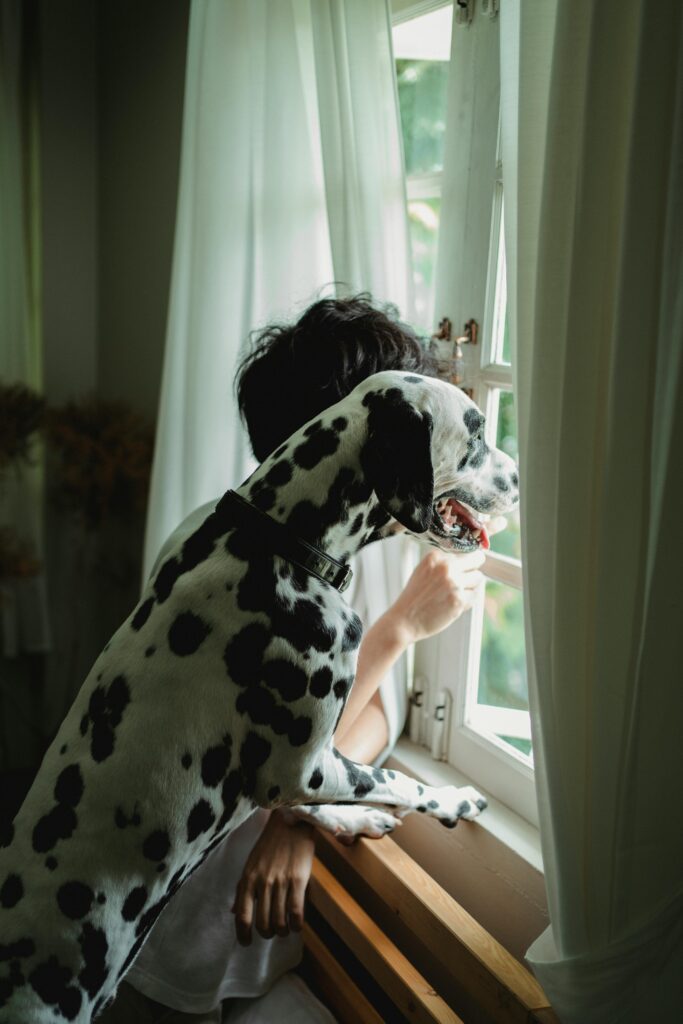Ambientes Biofílicos com Animais de Estimação: