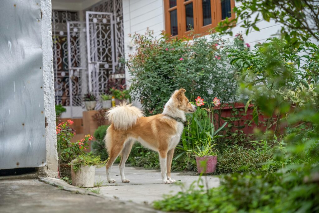 Ambientes Biofílicos com Animais de Estimação