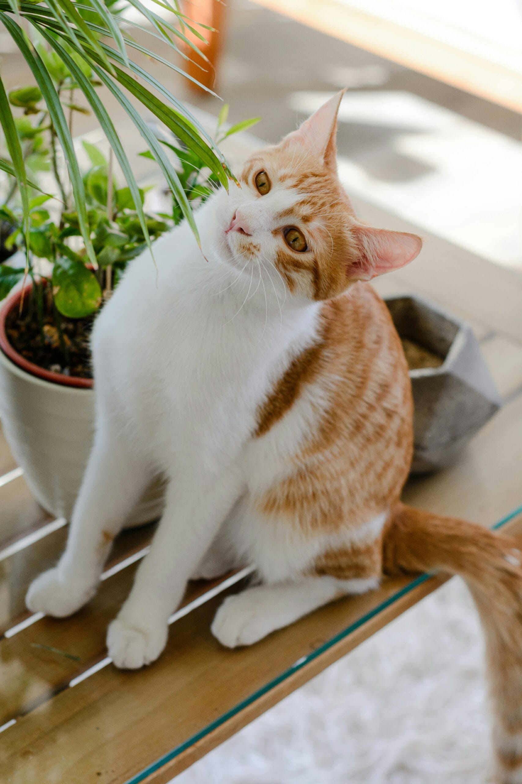 Gato descansando ao lado de uma palmeira-areca, planta segura para pets