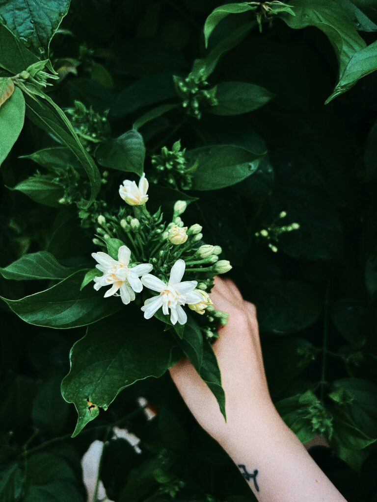 Sustentabilidade e Conexão Ecológica