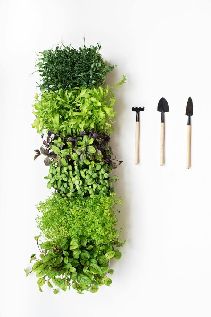 Como Começar um Jardim em Casa Mesmo em Espaços Pequenos