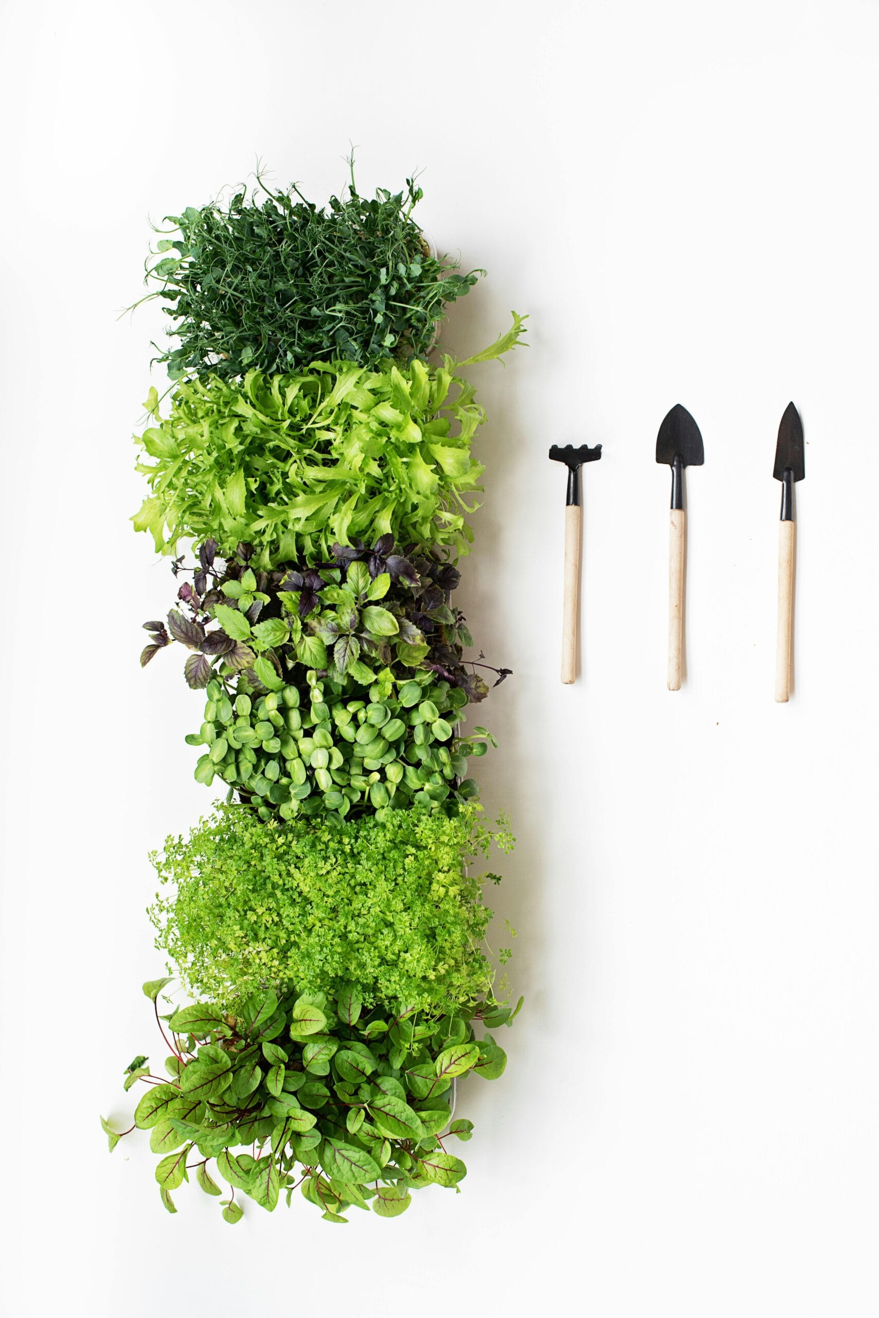 Como Começar um Jardim em Casa Mesmo em Espaços Pequenos