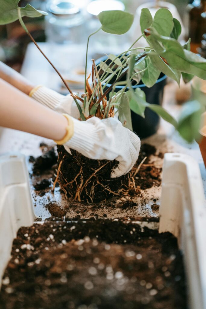 Ambientes Biofílicos para a Terceira Idade: Como Criar Espaços Naturais que Promovem Saúde, Bem-Estar e Longevidade