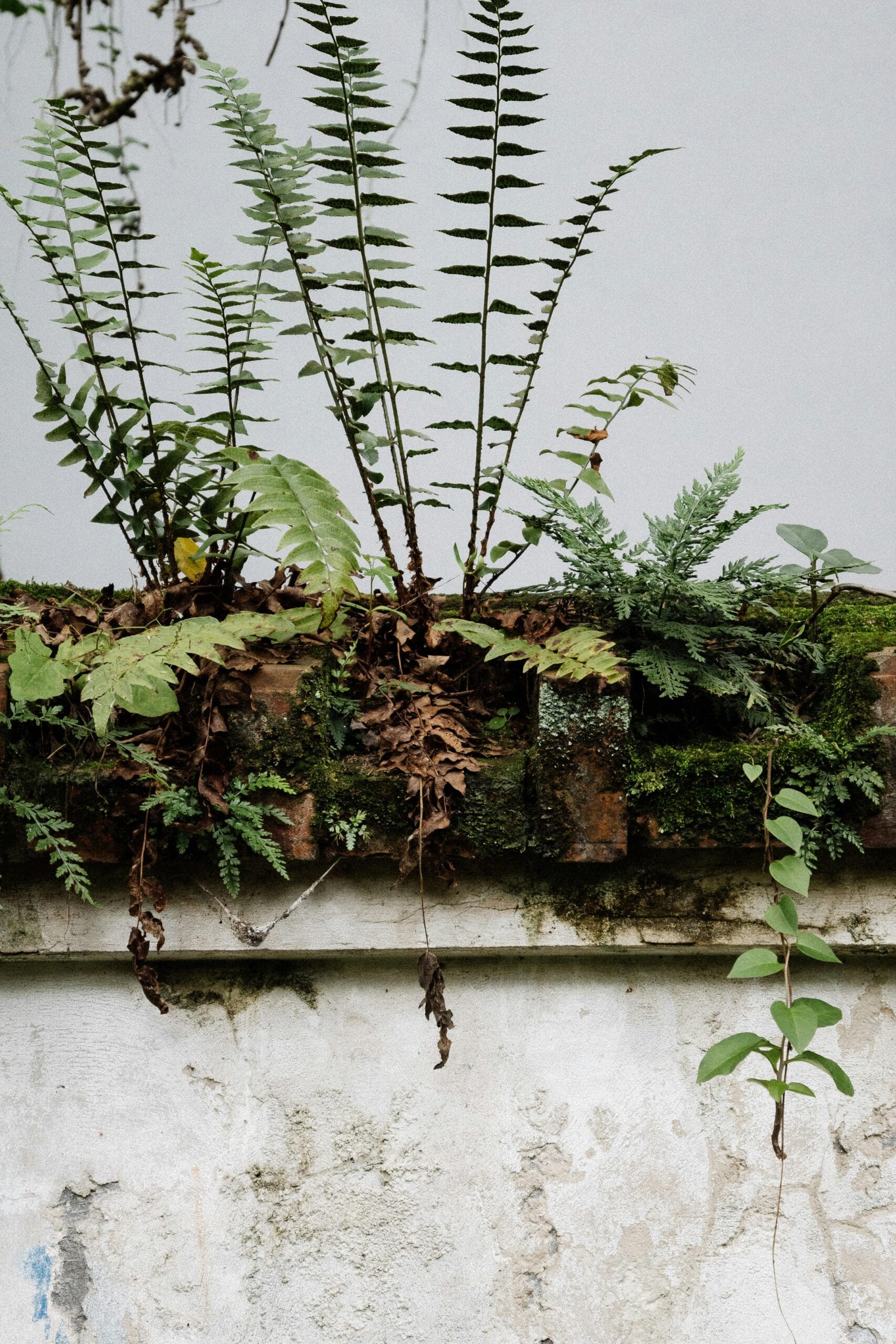 Jardim pequeno com suculentas em apartamento, ideal para um jardim em homenagem a quem faleceu com pouco espaço