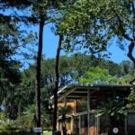 Neuroarquitetura e Biofilia: Como Sua Casa Afeta Seu Humor, Sono e Bem-Estar.
