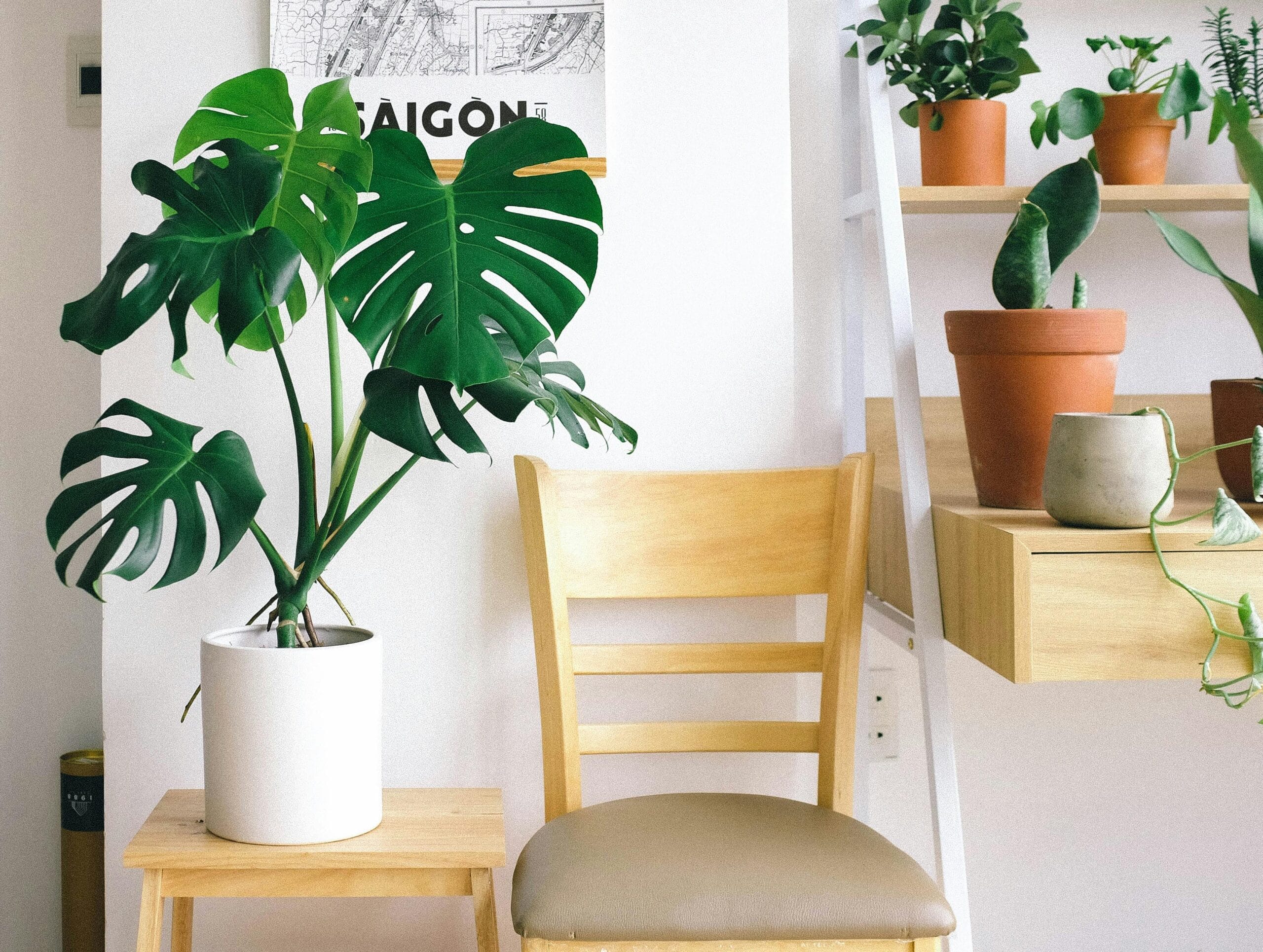 Sala de estar com Monstera e plantas verdes, decoracao biofílica para decorar sala com plantas sem gastar muito