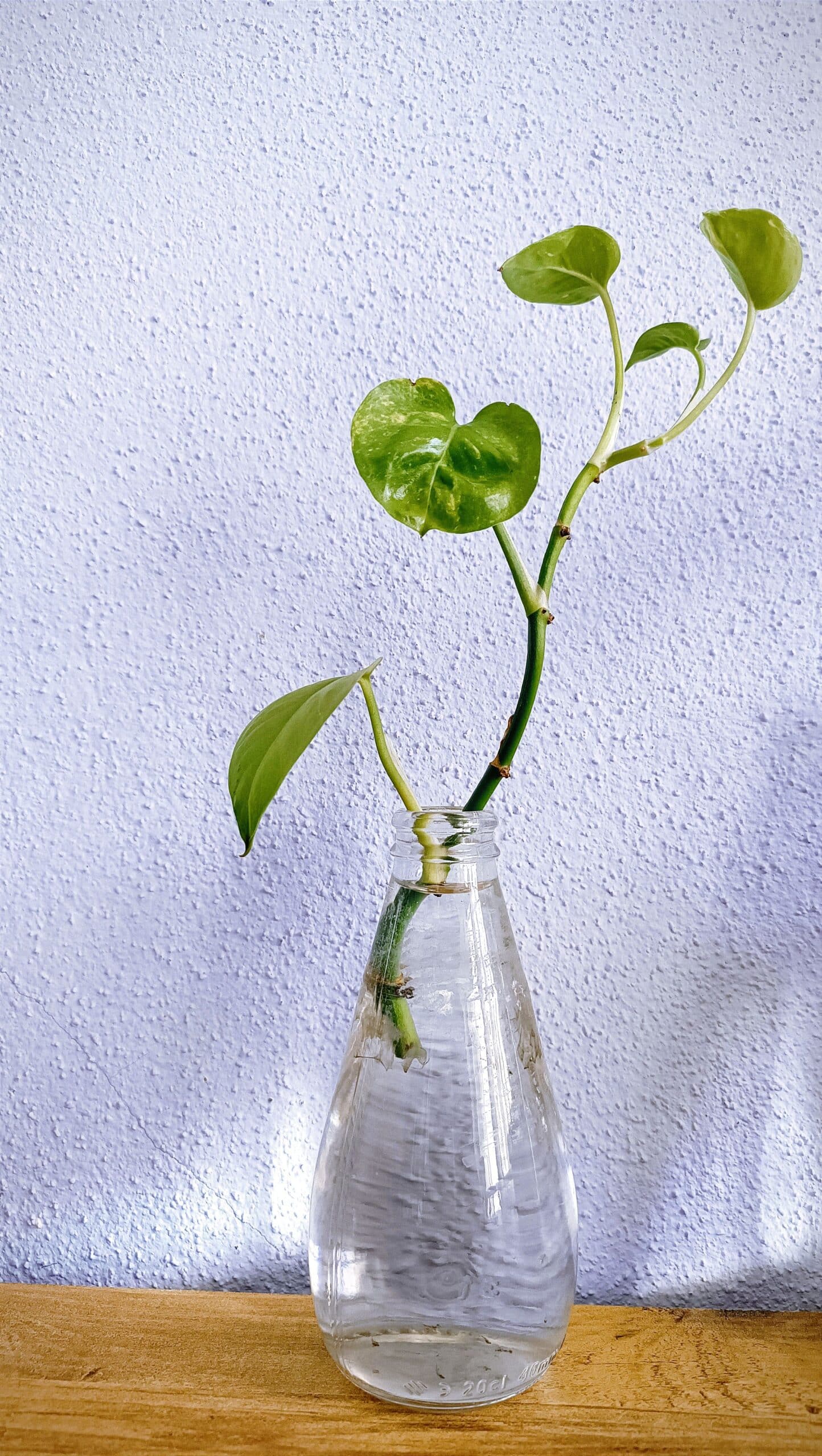 Sala de estar com plantas suspensas e vasos no chao, ideia pratica para decorar sala com plantas sem gastar muito