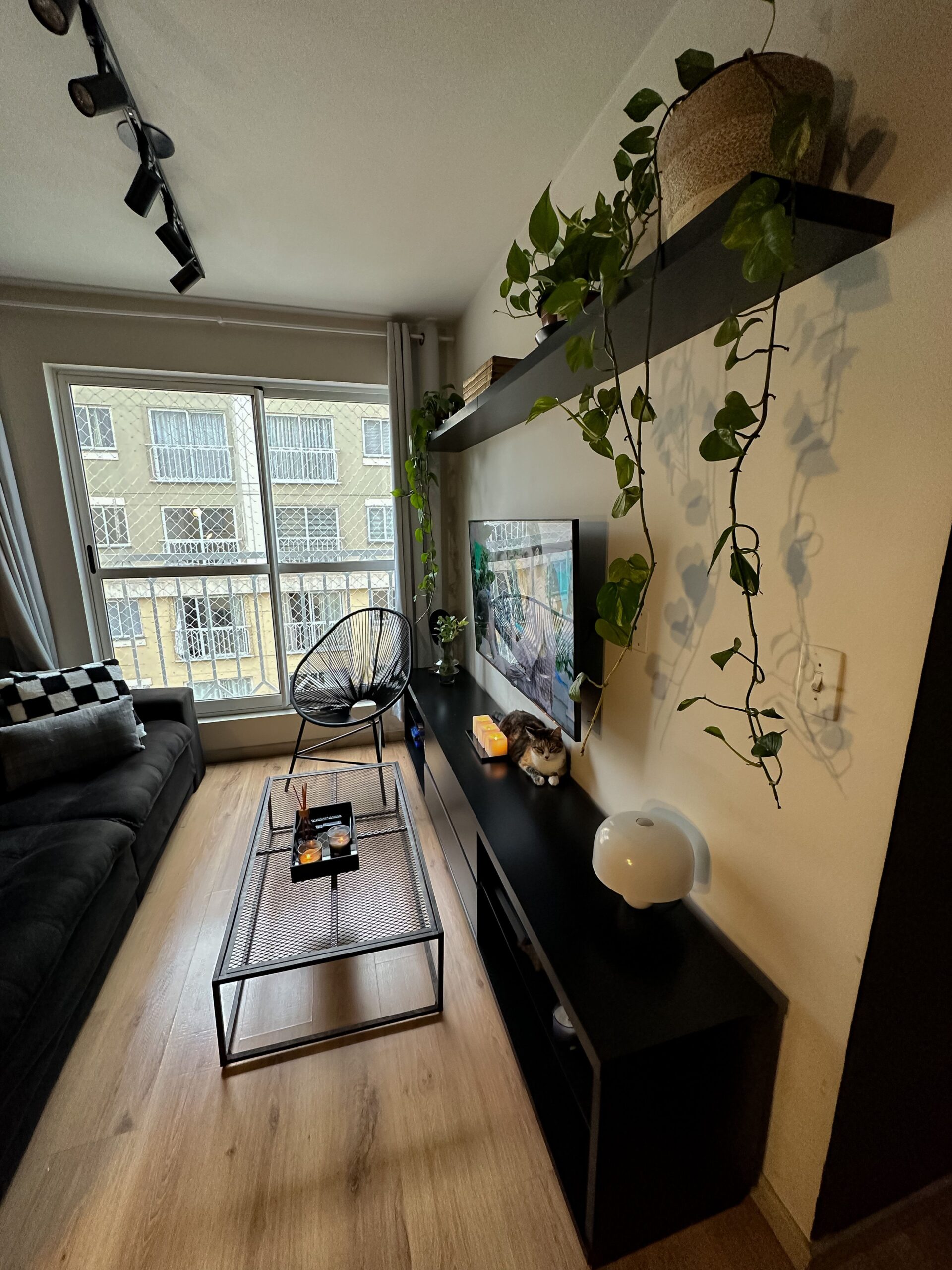 Plantas verdes em vasos para decorar sala com plantas, opcao economica e elegante para sala de estar