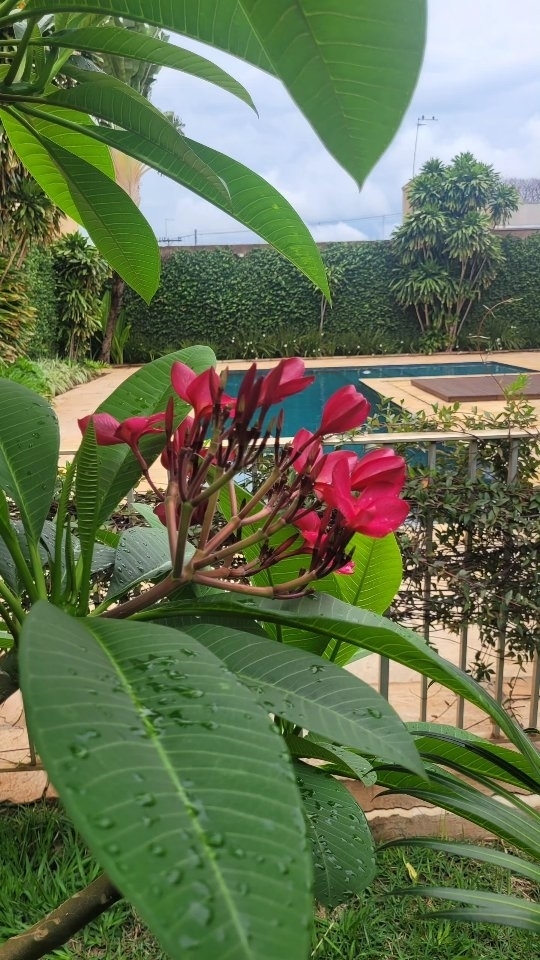 Jardim exuberante com flores vermelhas remetendo à memória afetiva no paisagismo