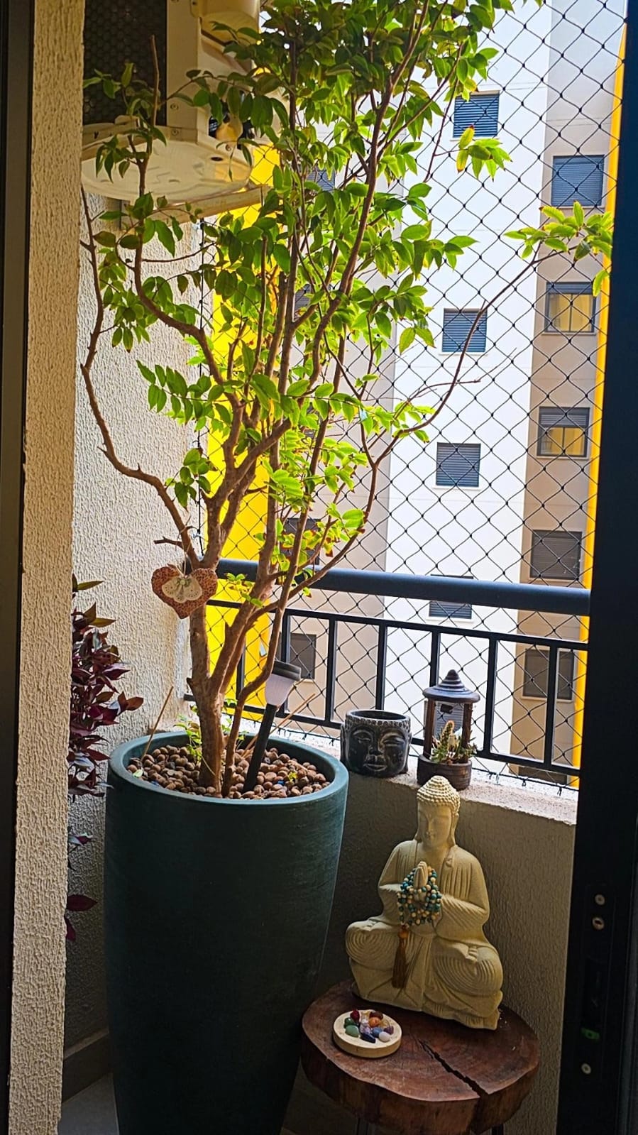 Jabuticaba Híbrida em vaso em sacada pequena, exemplo de pomar em vasos