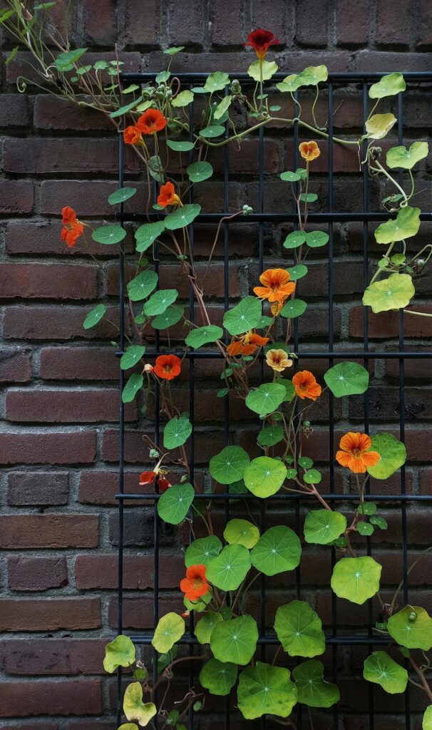 jardim vertical com capuchinha em flor