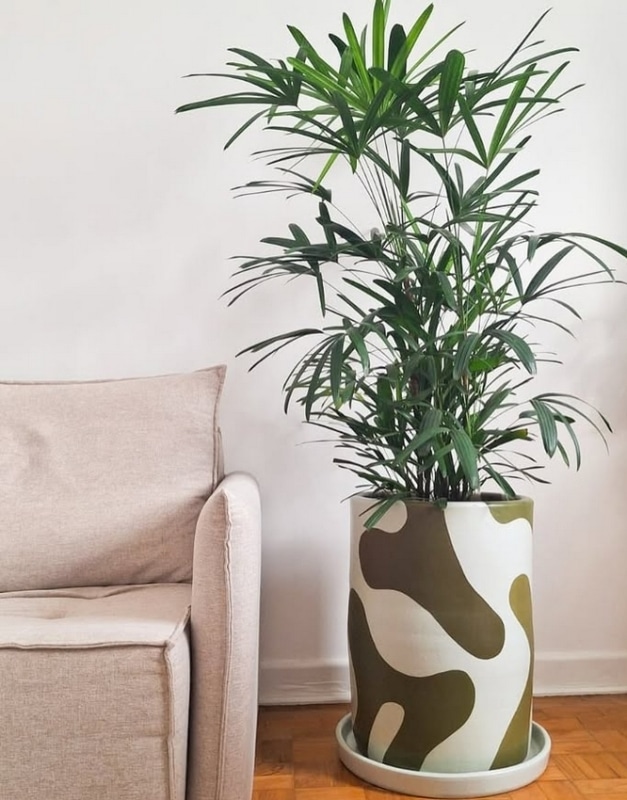 Rafis em hastes individuais para decorar sala com plantas, opcao barata e impactante para sala de estar