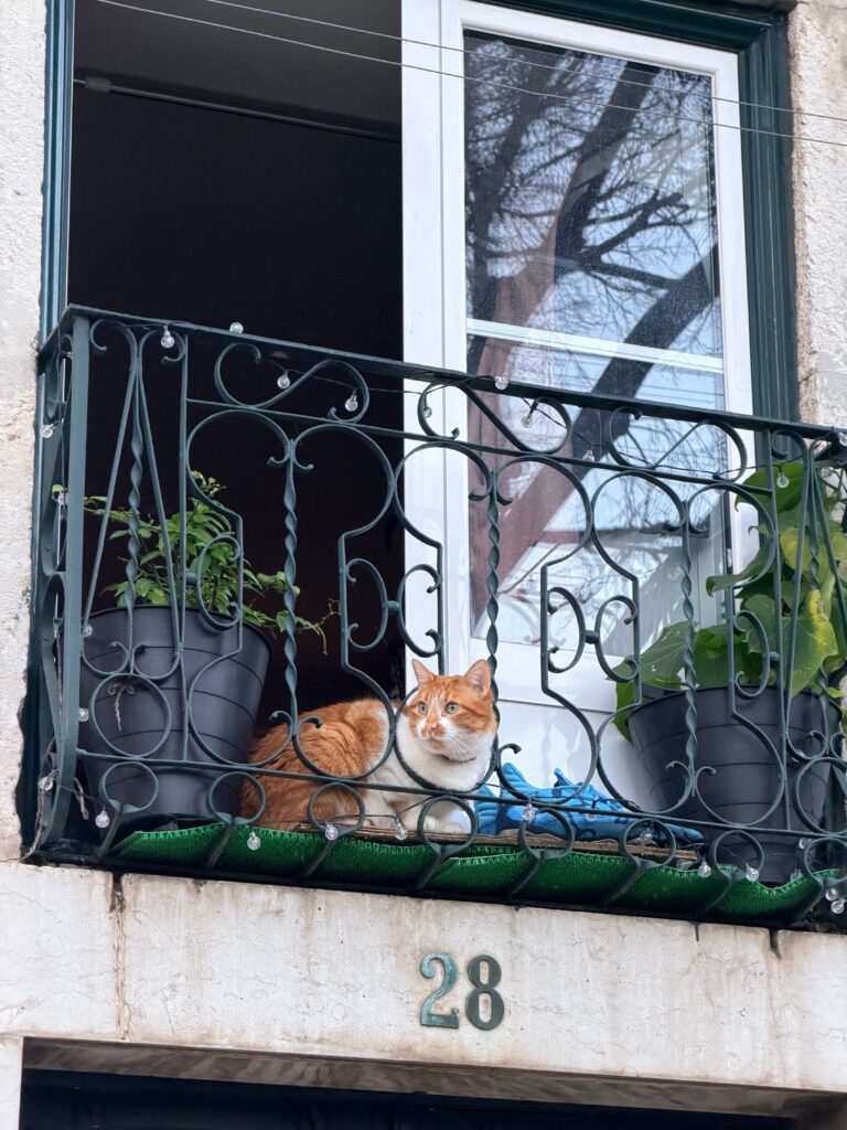 sacada com plantas folhagens varal de luzes e gatinho deitado meia sombra