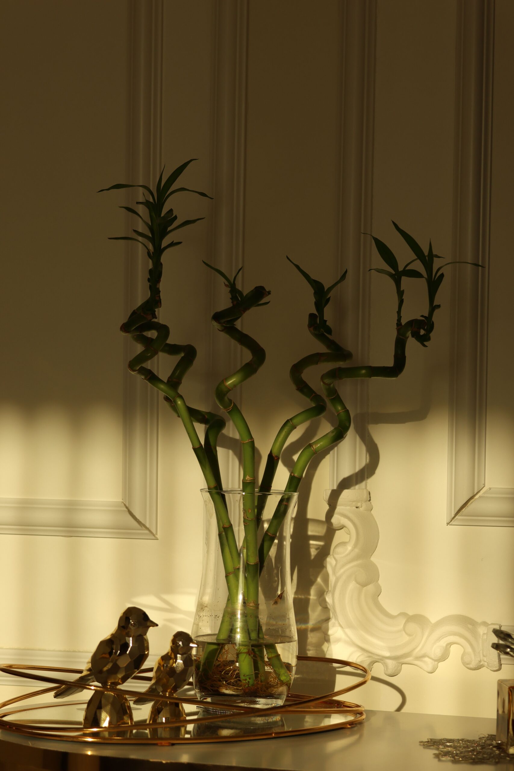 bambu da sorte O Dracaena sanderiana em vaso de vidro com pedras e água é o elemento perfeito para a mesa de jantar: a combinação de verde + água + pedras (três elementos biofílicos primários) ativa respostas de calma documentadas em estudos de neuroarquitetura.
