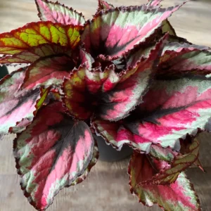 Begônia rex com folhas coloridas em rosa verde e roxo planta para dentro de casa com luz indireta