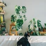 Sabia que dormir rodeada de natureza reduz o cortisol e melhora a qualidade do sono? 🌱 O quarto biofílico usa plantas, luz natural, madeira e texturas orgânicas para criar um ambiente que cuida de você enquanto você descansa.