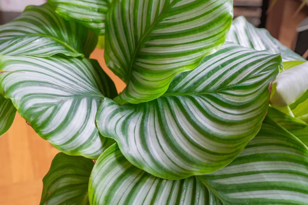calathea orbifolia folhas listradas brancas e verdes planta para dentro de casa com baixa luminosidade
