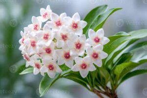 Hoya planta de cera com flores brancas perfumadas planta para dentro de casa trepadeira