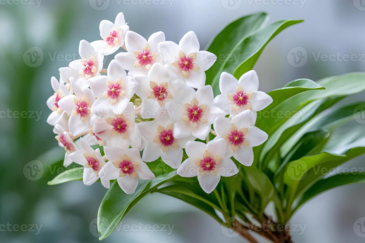 Hoya planta de cera com flores brancas perfumadas planta para dentro de casa trepadeira