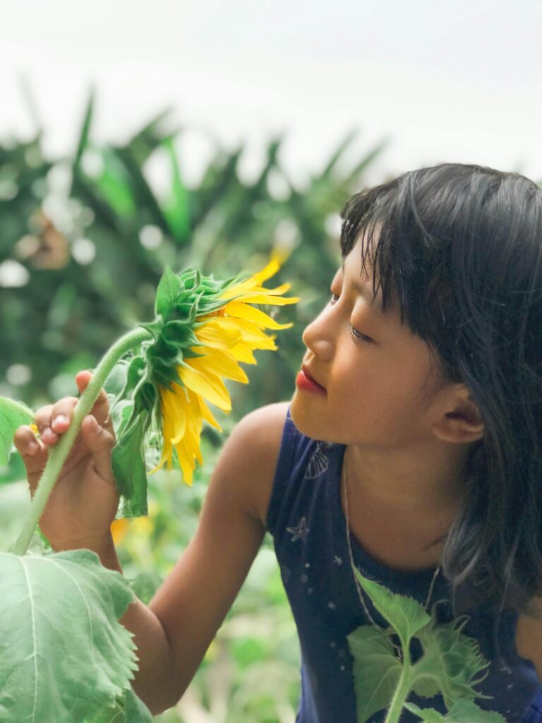 Girassol, planta não tóxica para
crianças e animais.