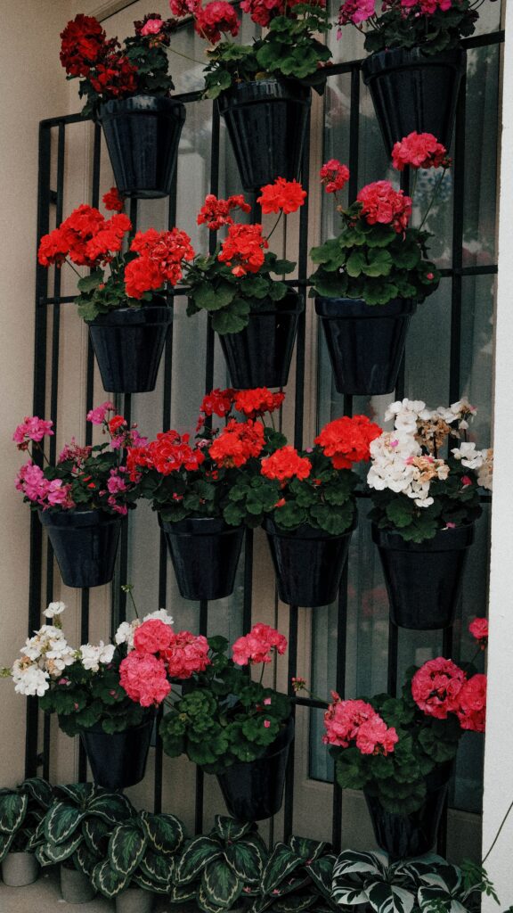 jardim vertical com Gerânios