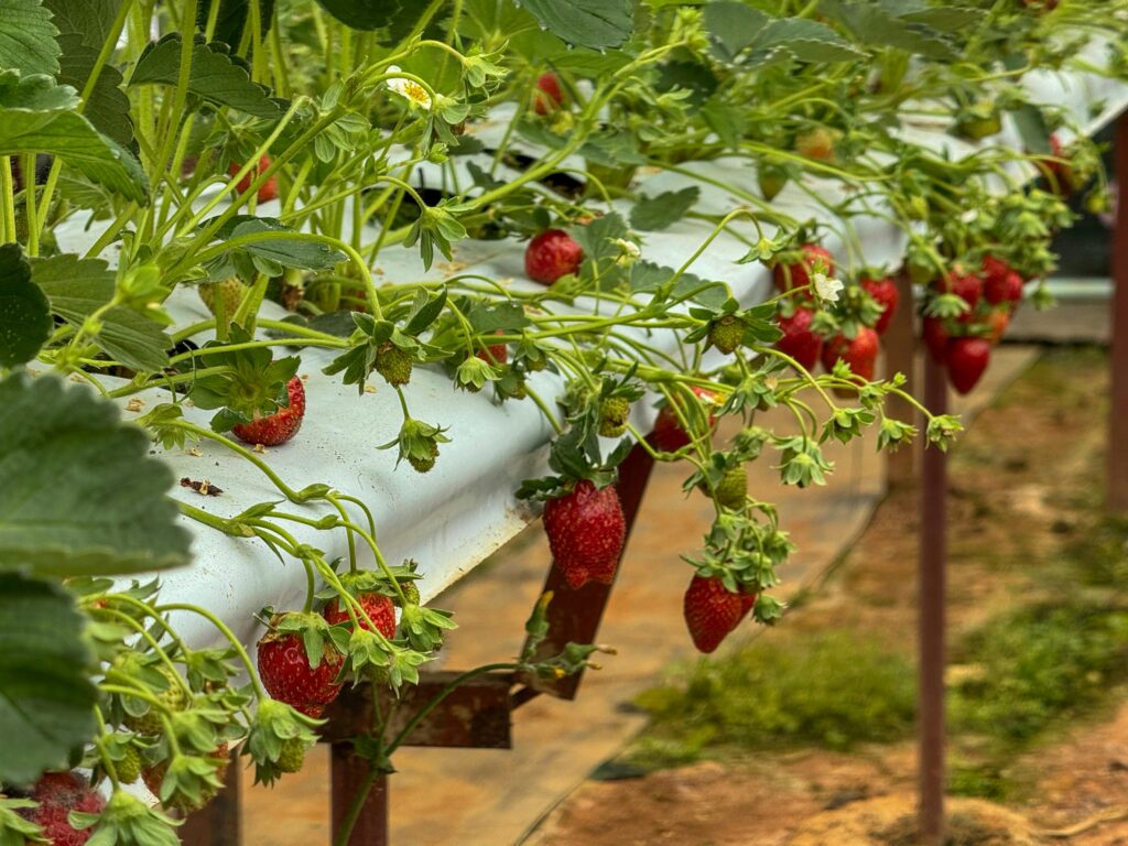 Morango cultivado em jardim sensorial, fruta segura e comestível para crianças