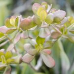 Planta Balsamo com as pontas das folhas avermelhadas