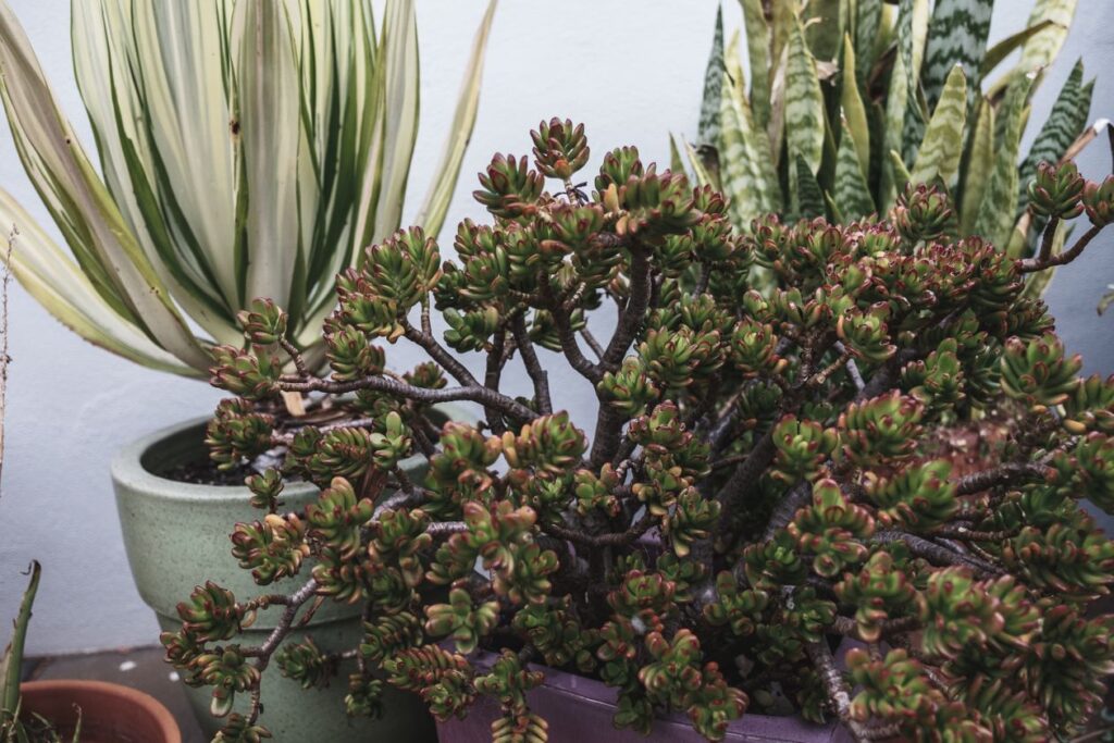 Plantas no quarto para adulto com deficiência visual: Bálsamo (Sedum dendroideum) em vaso