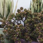 Plantas no quarto para adulto com deficiência visual: Bálsamo (Sedum dendroideum) em vaso