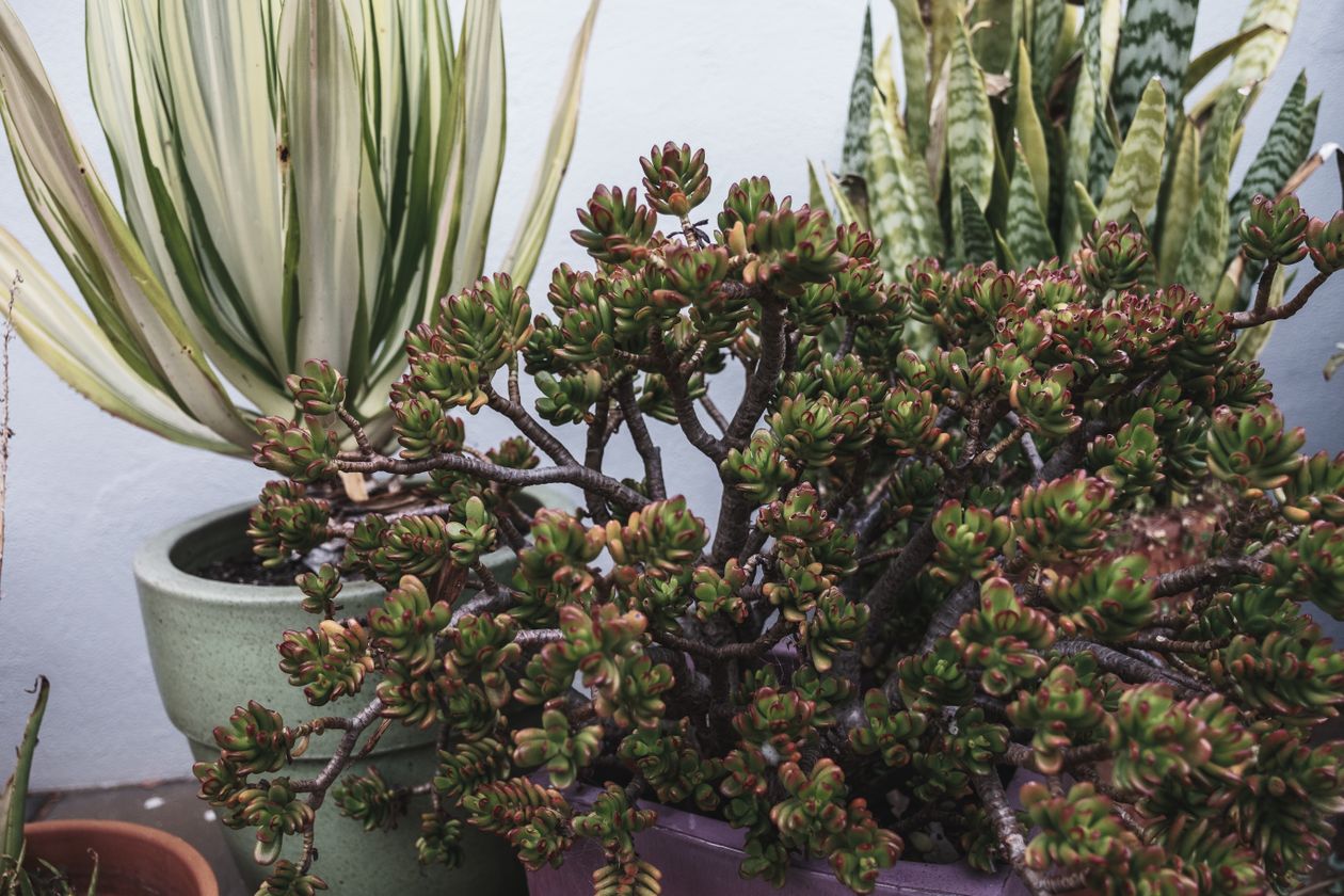 Plantas no quarto para adulto com deficiência visual: Bálsamo (Sedum dendroideum) em vaso