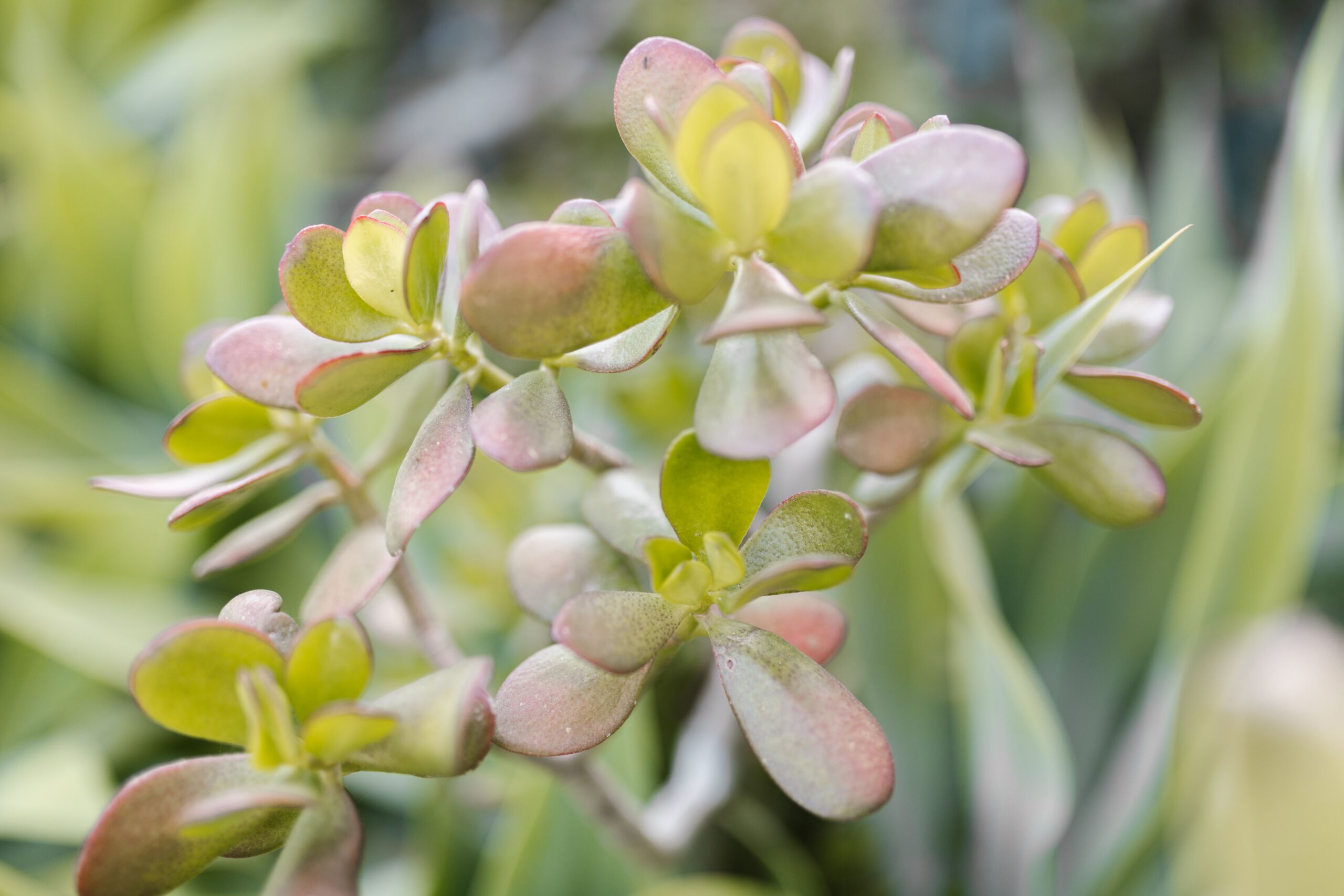 Planta Balsamo com as pontas das folhas avermelhadas