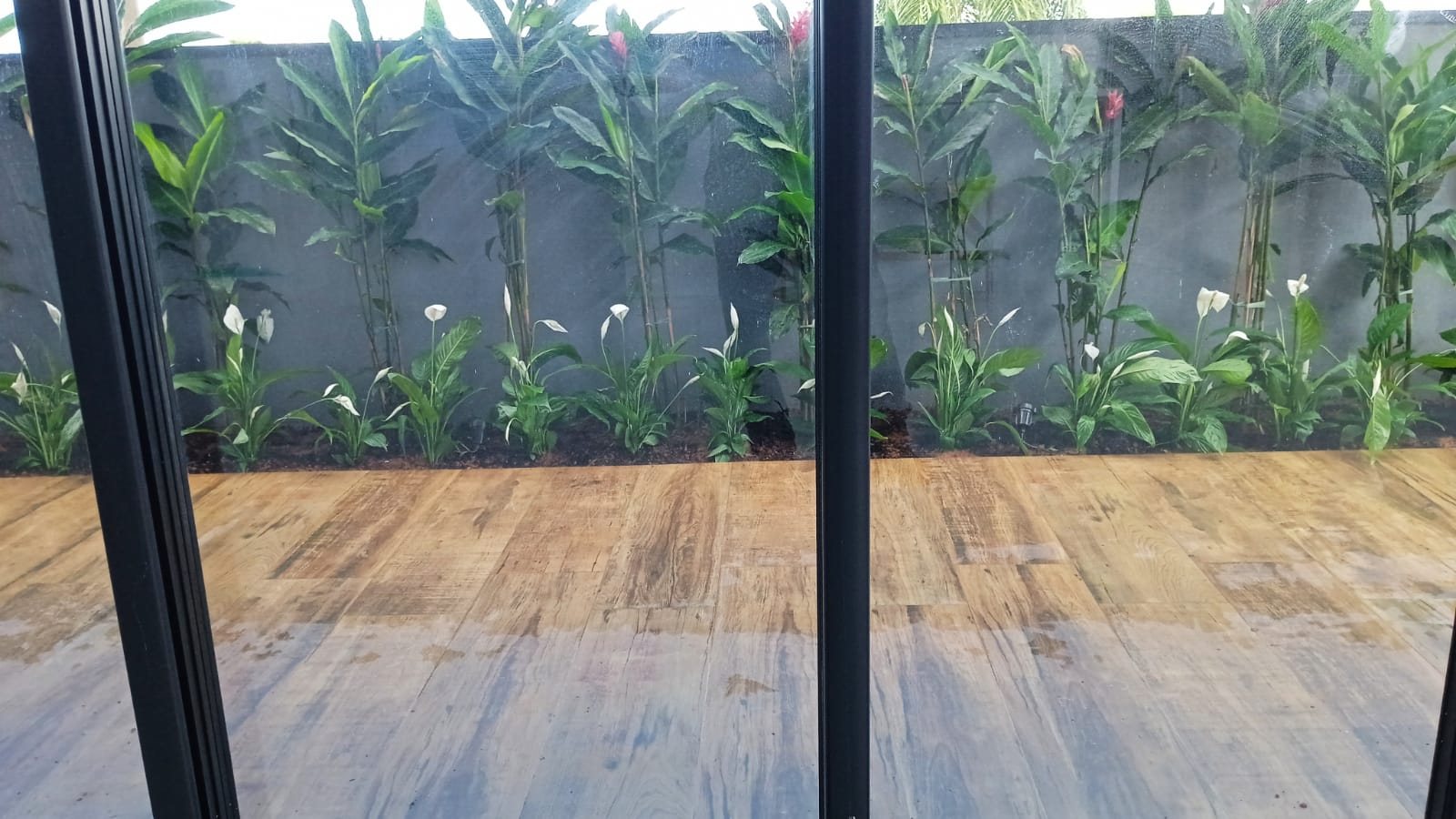 corredor com plantas visto de dentro de casa, com Alpínia vermelha ao fundo e Lírio-da-Paz florido na frente