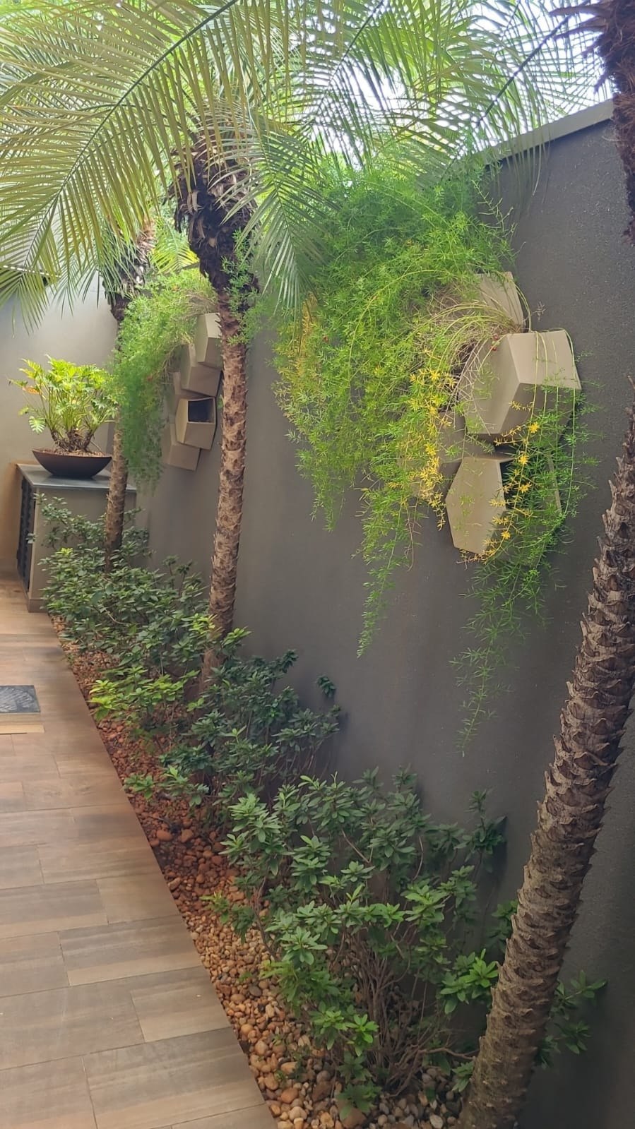 corredor com plantas estreito com Palmeiras-fênix, Azaleias e vasos de parede com Aspargo pendente