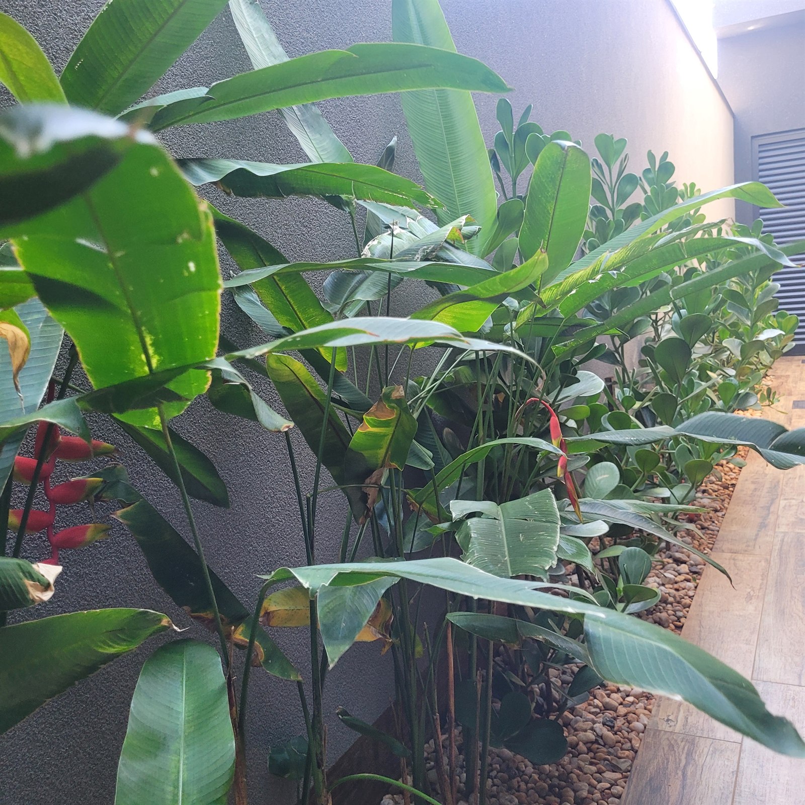 corredor com plantas em canteiro de Helicônias vermelhas misturadas com Zamioculca e folhagens sobre seixo