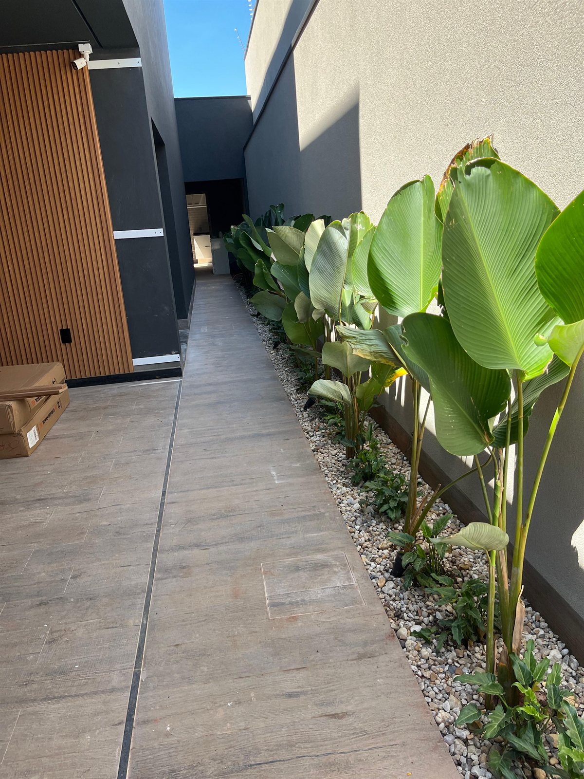 corredor com plantas largo com canteiro de Maranta-charuto sobre seixo ao longo da parede
