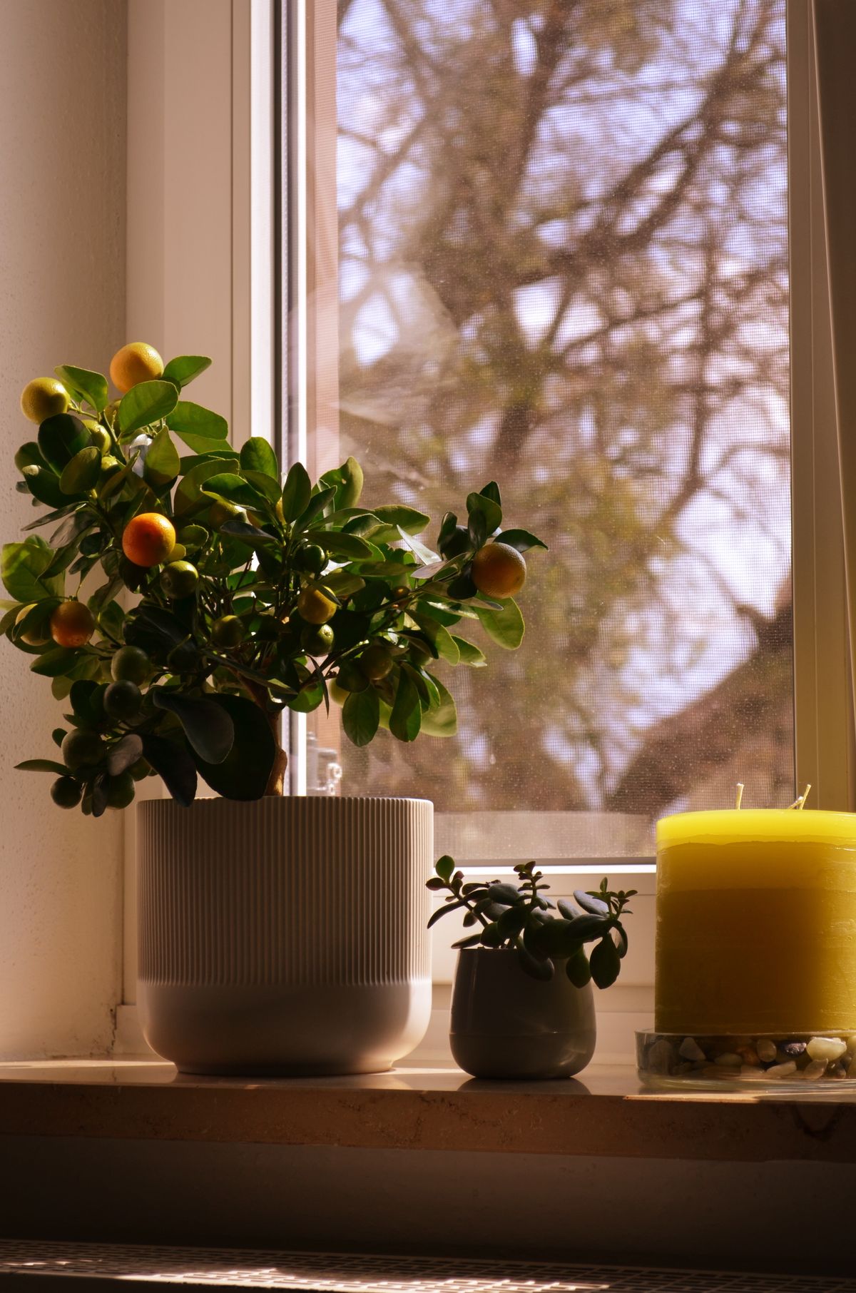 Vasos com plantas no peitoril de janela com luz quente representando design biofilico em apartamento como estrategia contra a SED