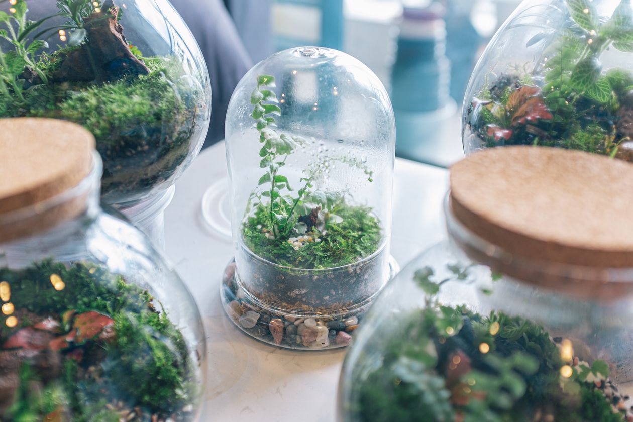 Terrário de vidro com musgo e plantas para jardim de inverno em pouca luz