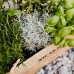 vasos de ervas aromáticas para jardinagem terapêutica em casa