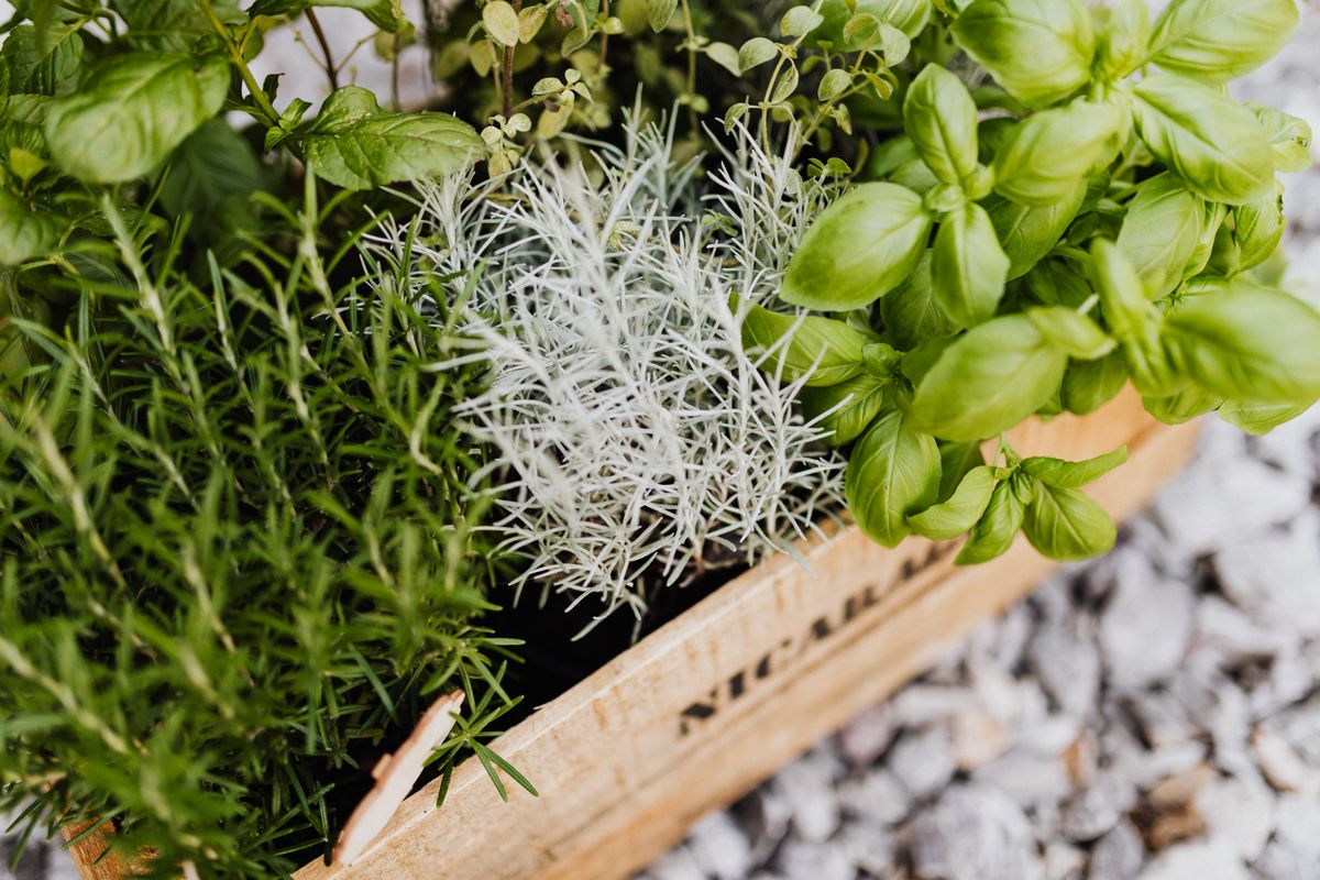 vasos de ervas aromáticas para jardinagem terapêutica em casa