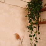 Plantas para banheiro sem janela: Jiboia pendente sobre azulejos brancos