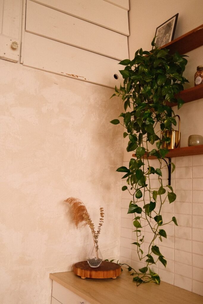 Plantas para banheiro sem janela: Jiboia pendente sobre azulejos brancos